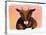 Chinese Horoscope: the Sign of the Goat.-Patrizia La Porta-Premier Image Canvas