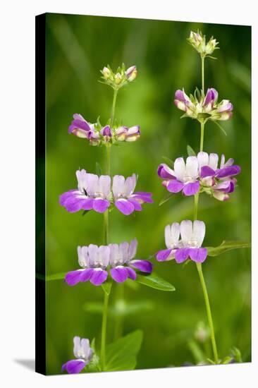 Chinese Houses (Collinsia Heterophylla)-Bob Gibbons-Premier Image Canvas