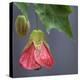 Chinese Lantern III-Rita Crane-Premier Image Canvas