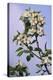 Chinese Pear Blossom (Pyrus Ussuriensis)-Dr. Nick Kurzenko-Premier Image Canvas