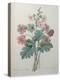 Chinese Primrose-Pierre-Joseph Redoute-Stretched Canvas