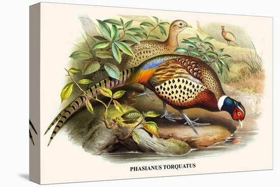 Chinese Ring-Necked Pheasant-Birds Of Asia-John Gould-Stretched Canvas
