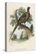 Chinese Ring-Necked Pheasant Phasianus Torquatus-null-Premier Image Canvas