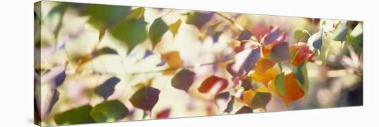 Chinese Tallow Leaves-null-Premier Image Canvas