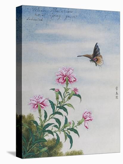 Chinese Watercolor of a Moth and Pink Carnations-null-Premier Image Canvas