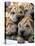 Chineses Shar-Pei Puppies are Displayed for Sale-null-Premier Image Canvas