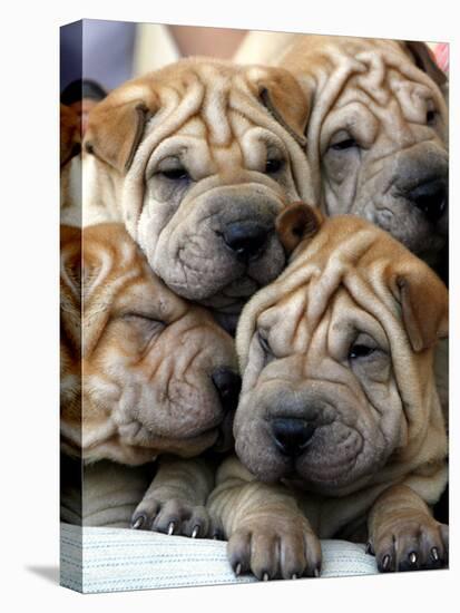 Chineses Shar-Pei Puppies are Displayed for Sale-null-Premier Image Canvas