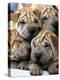 Chineses Shar-Pei Puppies are Displayed for Sale-null-Premier Image Canvas