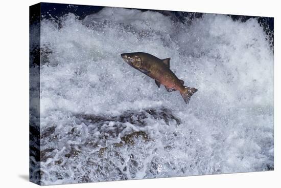 Chinook Salmon Leaping Falls During Migration-null-Premier Image Canvas