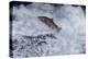 Chinook Salmon Leaping Falls During Migration-null-Premier Image Canvas