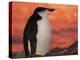 Chinstrap Penguin at Sunset, Antarctica-Edwin Giesbers-Premier Image Canvas