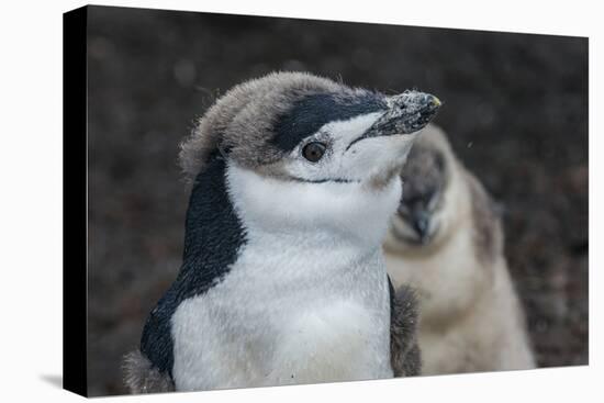 Chinstrap penguin chick (Pygoscelis antarctica) on a black volcanic beach, Saunders Island, South S-Michael Runkel-Premier Image Canvas