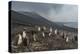 Chinstrap penguin colony (Pygoscelis antarctica), Saunders Island, South Sandwich Islands, Antarcti-Michael Runkel-Premier Image Canvas