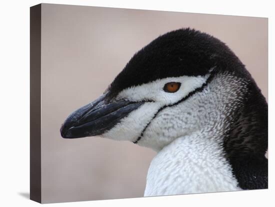 Chinstrap Penguin Head Portrait, Antarctica-Edwin Giesbers-Premier Image Canvas