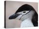 Chinstrap Penguin Head Portrait, Antarctica-Edwin Giesbers-Premier Image Canvas