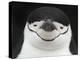 Chinstrap Penguin Head Portrait, Antarctica-Edwin Giesbers-Premier Image Canvas