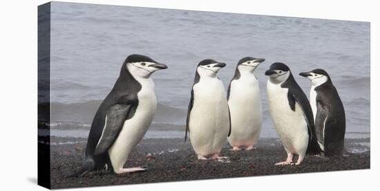 Chinstrap Penguin. Whaler's Bay, Deception Island. Antarctica.-Tom Norring-Premier Image Canvas