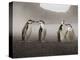 Chinstrap Penguin. Whaler's Bay, Deception Island. Antarctica.-Tom Norring-Premier Image Canvas