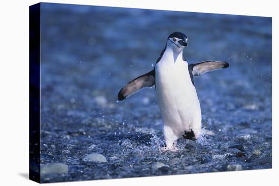 Chinstrap Penguin-DLILLC-Premier Image Canvas