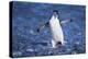 Chinstrap Penguin-DLILLC-Premier Image Canvas