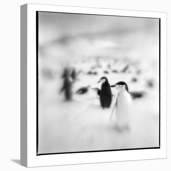 Chinstrap Penguins, Antarctica-Paul Souders-Premier Image Canvas