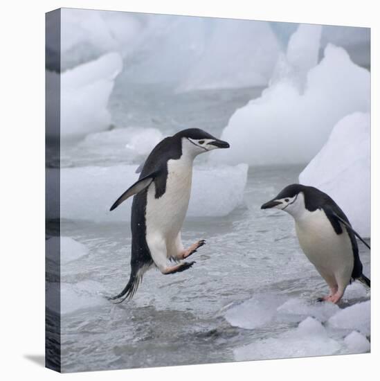 Chinstrap Penguins on ice, South Orkney Islands, Antarctica-Keren Su-Premier Image Canvas