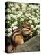 Chipmunk-null-Premier Image Canvas