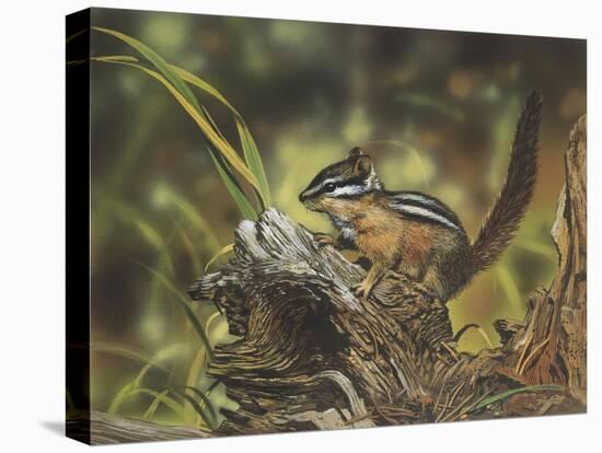 Chipmunk-William Vanderdasson-Premier Image Canvas