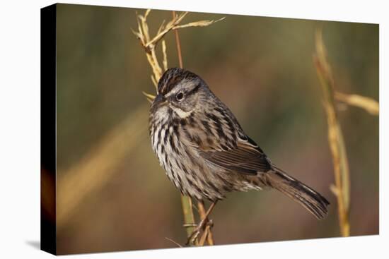 Chipping Sparrow on Twig-DLILLC-Premier Image Canvas