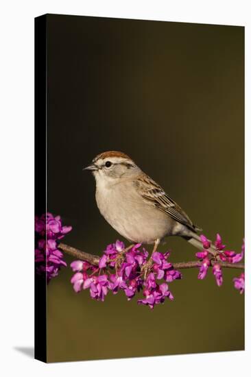 Chipping Sparrow, Spizella Passerina, perched-Larry Ditto-Premier Image Canvas