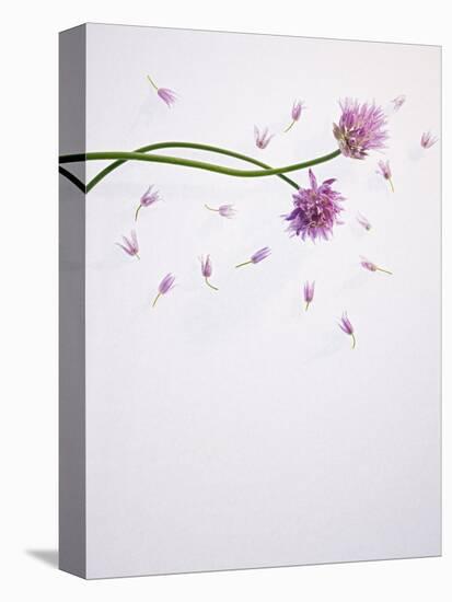 Chives, Allium, Allium Schoenoprasum, Stalks, Green, Blossoms, Chives Blossom-Axel Killian-Premier Image Canvas