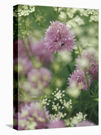 Chives and Carraway, Louisville, Kentucky, USA-Adam Jones-Premier Image Canvas