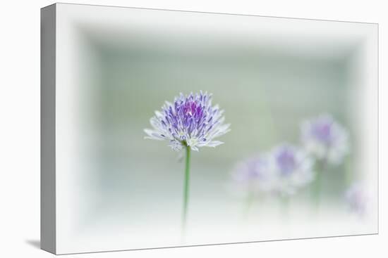 Chives Blowing in the Wind-Rona Schwarz-Premier Image Canvas