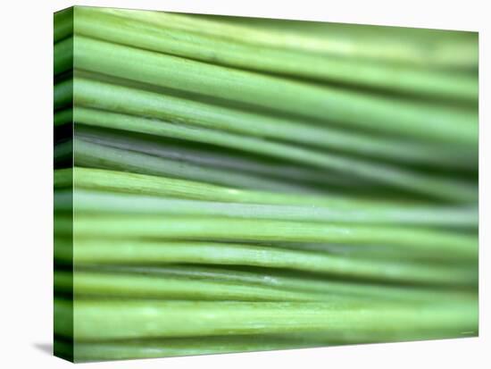 Chives-Ulrike Holsten-Premier Image Canvas