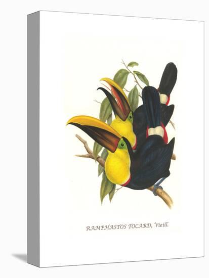 Choco Toucan-John Gould-Stretched Canvas