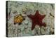Chocolate Chip Starfish and Panamic Cushion Star, Galapagos, Ecuador-Pete Oxford-Premier Image Canvas