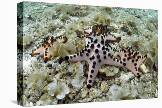 Chocolate Chip Starfish - Horned Sea Star (Protoreaster Nodosus) Cebu, Philippines, March-Sue Daly-Premier Image Canvas