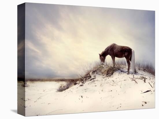 Chocolate Horse Feeding from Dry Brush-Jan Lakey-Premier Image Canvas