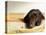Chocolate Lab Puppy on Bed-Jim Craigmyle-Premier Image Canvas