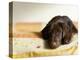 Chocolate Lab Puppy on Bed-Jim Craigmyle-Premier Image Canvas