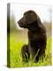 Chocolate Lab Puppy-Jim Craigmyle-Premier Image Canvas