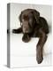 Chocolate Lab Puppy-Jim Craigmyle-Premier Image Canvas