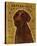 Chocolate Labradoodle-John Golden-Stretched Canvas