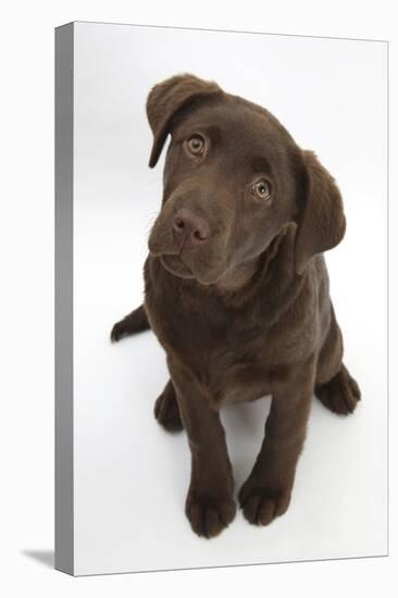 Chocolate Labrador Puppy, 3 Months, Looking Up into the Camera-Mark Taylor-Premier Image Canvas
