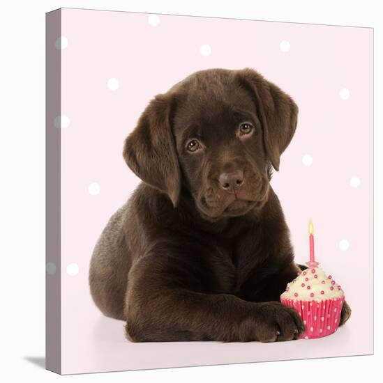 Chocolate Labrador Puppy Laying Down with Cup Cake-null-Premier Image Canvas