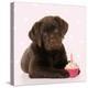 Chocolate Labrador Puppy Laying Down with Cup Cake-null-Premier Image Canvas