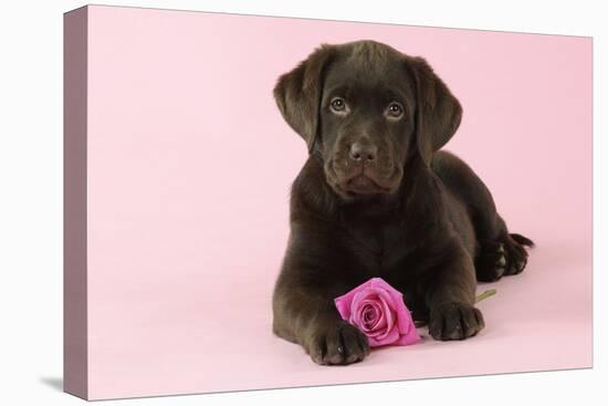 Chocolate Labrador Puppy Lying Down with Rose-null-Premier Image Canvas