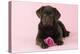 Chocolate Labrador Puppy Lying Down with Rose-null-Premier Image Canvas
