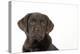 Chocolate Labrador Puppy-null-Premier Image Canvas