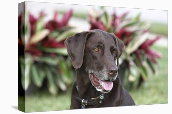 Chocolate Labrador Retriever 04-Bob Langrish-Premier Image Canvas